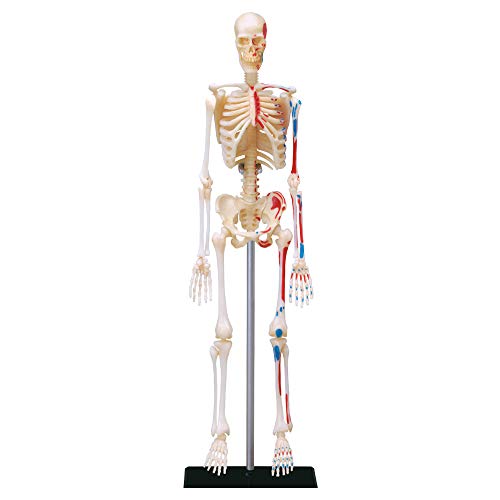 EXPLORA - Squelette - Anatomie du Corps Humain - 546059 - Modèle Réaliste de 46 Pièces - Notice d'Assemblage et Quiz Éducatif - Kit de Découverte - Jeu pour Enfant - Scientifique - À Partir de 8 Ans