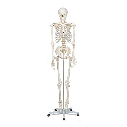 Elementary Anatomy - Modèle de squelette humain - Squelette grandeur nature 175 cm - comprend deux posters d'anatomie humaine et un support - Buddy the Budget Skeleton - Halloween