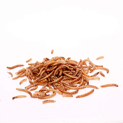 Mealworms 5 kg de vers de farine séchés pour oiseaux sauvages