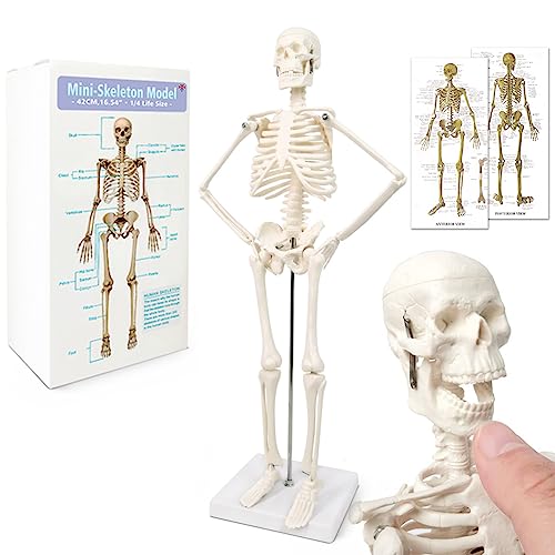 Mini modèle squelette humain pour anatomie, 45 cm (45 cm), bras et jambes mobiles à base de plastique pour l'enseignement médical, l'apprentissage, l'éducation, l'écran, cadeau