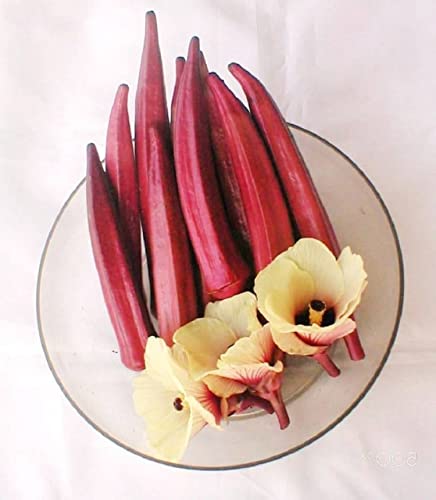 25 Graines de Gombo Rouge - Okra - semences paysannes reproductibles - SemiSauvage