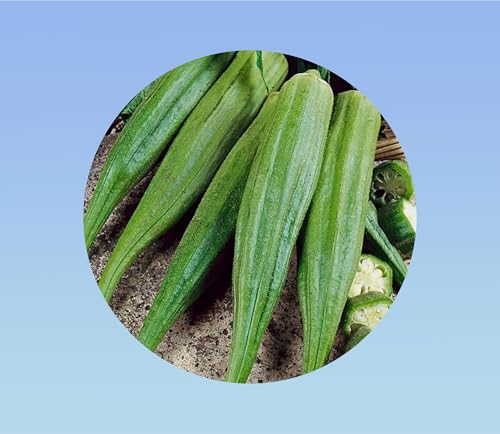100 graines de Gombo - Hibiscus esculentus - okra - fruits comestibles