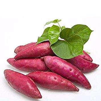 Potseed . 20pcs / Sac de patates Douces légumes Frais Fruit et Fournitures de Jardinage légumes pour Plante Jardin: 5