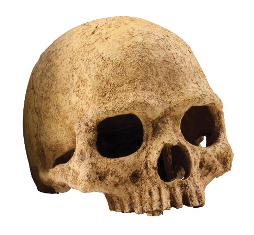 Exoterra Décoration Primat Skull pour Reptiles et Amphibiens 15x16x16 cm