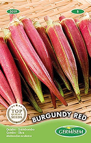 Gombo Burgundy Red