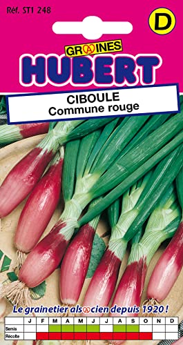 Graines de Ciboule Commune Rouge - 1 gramme