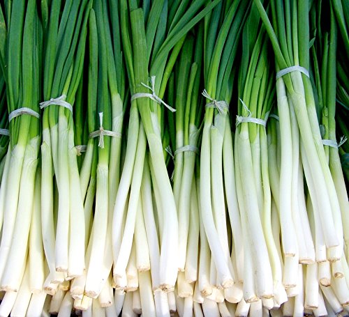 300 Evergreen Nebuka Tasser Oignon japonais Ciboule Graines de légumes