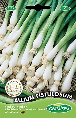 Germisem graines Ciboule blanche hâtive ALLIUM FISTULOSUM