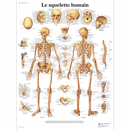 3B Scientific Modèle Anatomique Squelette Humain