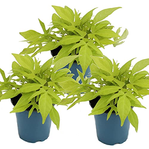 Ipomoea batatas Lot de 3 plantes de patates douces Vert clair 12 cm