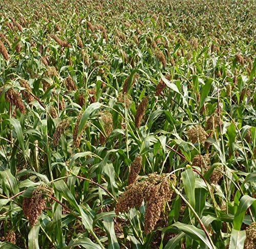 200 Semences Sorgho doux Grains de qualité biologique